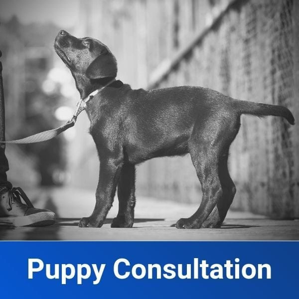 Puppy Consultations