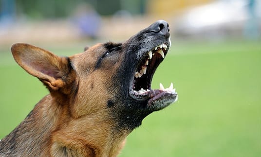 Aggressive Dog Trainers