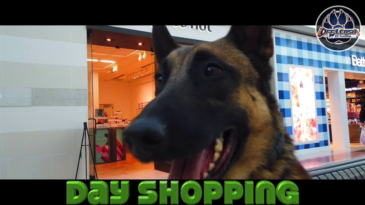 OLK9 YouTube Video - shopping