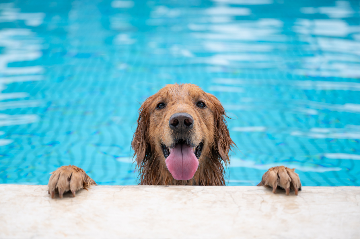 10 Things to Consider When Training Your Dog in Northern Virginia During Summer