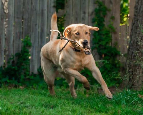 running dog at Arlington carrying a twigs