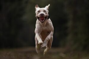 Ecollar Training Myths: Dog Training in Northern Virginia