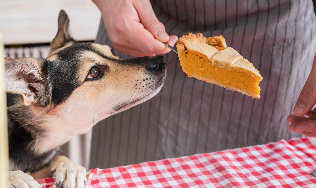 Thanksgiving Foods That Can Harm Your Dog: A Guide to Keeping Your Canine Companion Safe